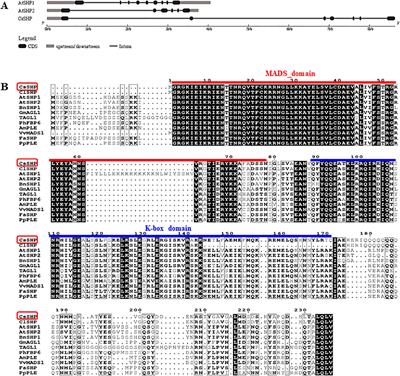 The MADS-Box Gene CsSHP Participates in Fruit Maturation and Floral Organ Development in Cucumber